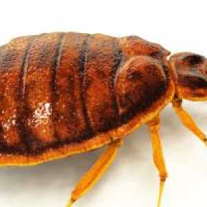 "Malation" bedbugs: mišljenja, upute, prerada