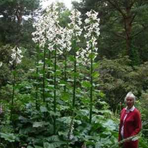 Cardiocrinum (gigant lokvanj) - neobična biljka za svoj vrt