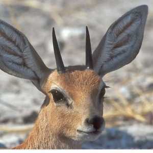 Royal antilope - životinja gradi gnijezdo