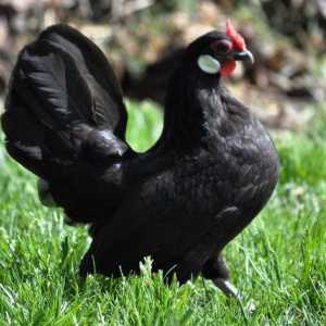 Bantam patuljak (piletina): njegu i održavanje
