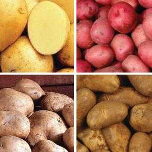Sjemenskog krumpira: razred (karakteristično i opis)