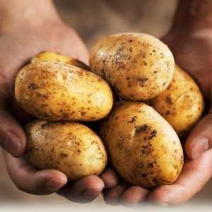Krompir sreće: karakteristika sorte. Fotografije, komentare, opise