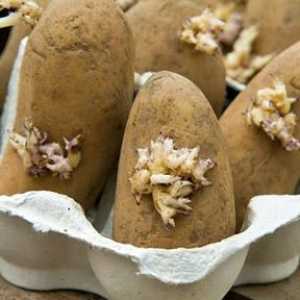 Krompir: uzgoj i održavanje njihove vikendice