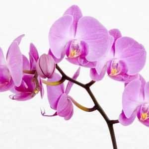 Posude za orhideje, biljke uslovi pritvora