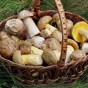 Kategorije gljiva i njihove nutritivne vrijednosti