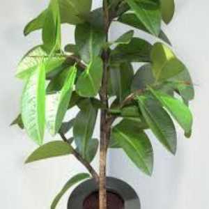 Ficus elastica - simbol domaće blagostanja i sreće