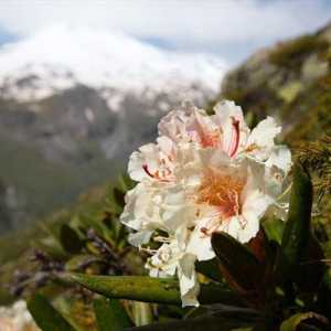 Caucasian Rhododendron: opis, sadnju i njegu