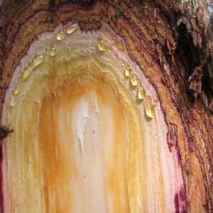 Cedar oleoresina: efektivna kurativne smola