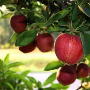 Kefir-jabuka dijeta: sebi vratiti u normalu