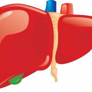 Ciste jetre: uzroci, simptomi, liječenje