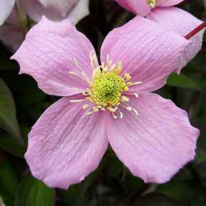 Clematis pink planina: sadnju i održavanje, recenzije, fotografije