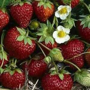 Med Strawberry: opis sorte i produktivnost