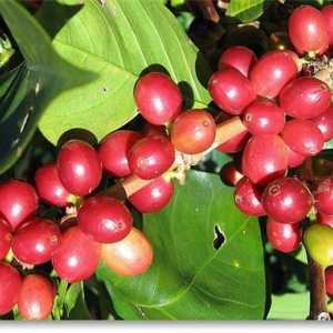 Coffee Maragogype Nikaragva - napitak koji će vas iznenaditi