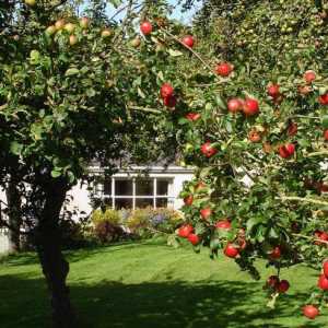 Kada je bolje posaditi stabala jabuke - u proljeće ili jesen? Koliko daleko da sade drveće jabuke?