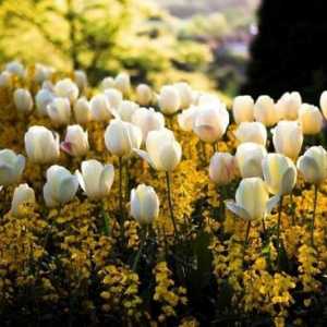 Kada transplantiranih tulipani: karakteristike brige