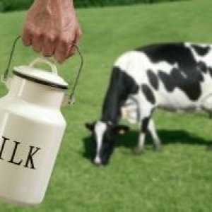 Kada dijete može dati kravlje mlijeko? Stavovi stručnjaka i mišljenja roditelja