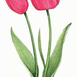 Kada posaditi tulipana? jednostavnih pravila