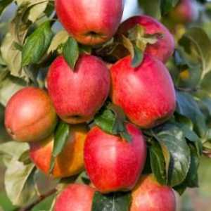 Stubasta jabuka komentar kultivacije u našoj zemlji