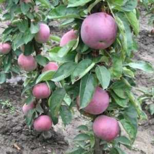 Stubasta sorte jabuka su zanimljivi za vrtlari