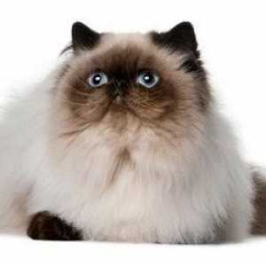Color-point Perzijski - slatka i najpametnijih pasmina mačaka