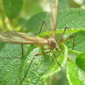 Dizalica fly - sigurno hranjenja insekata na nektar