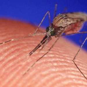 Ugriz komarca i svoje opasnosti
