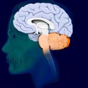 Konačni mozak: struktura i funkcija
