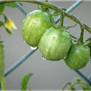 Očuvanje zelenog paradajza. recept testiran