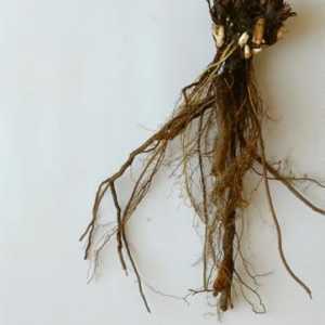 Root bijelo Potentila - efikasno sredstvo za liječenje raznih bolesti
