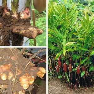 Galangal root-: ljekovita svojstva i recepti za izmišljotine