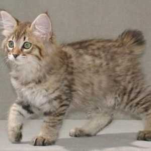 Kuril bobtail mačka: karakter, rasa karakteristike, eksterijera, fotografije