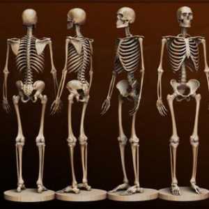 Bone čovjek. Anatomija: kost. Ljudski kostur sa imenom kosti