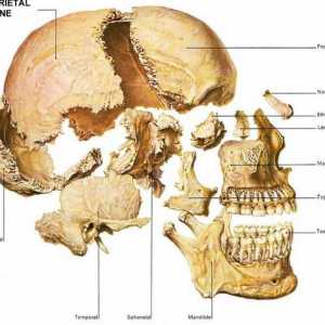 Kosti lubanje: ljudske anatomije