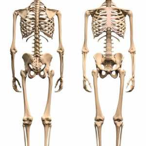 Ljudskih kostiju donjih ekstremiteta. Zglobova donjih ekstremiteta osobe
