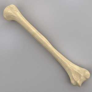 Kosti gornje ljudskih udova