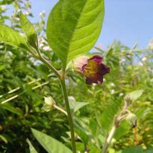 Belladonna vulgaris ili Belladonna: opis postrojenja, svojstva, primjena
