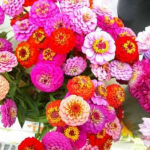 Lijep i nepretenciozan cvijeće Majors. preporuke sadnju i održavanje