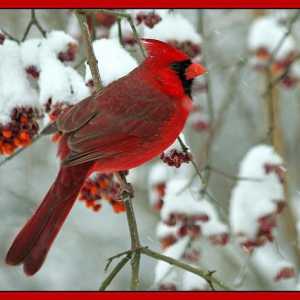Red Cardinal - mala ptica sa svijetlim perjem i predivan glas