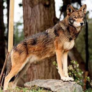Red Wolf (planina): opis vrste, broj. Stanovništvo uštedjeti problem