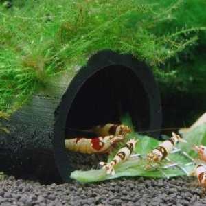 Škampi akvarij: vrste, uvjeti pritvora i uzgoj