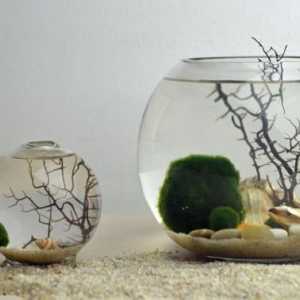 Fishbowl - posebno njegu i održavanje ribe
