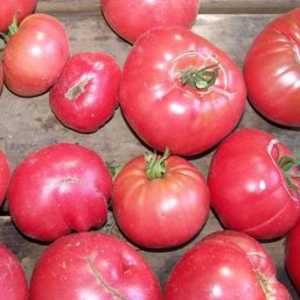 Veliki razreda Sibirski uzgoj - bakine Secret (paradajz)