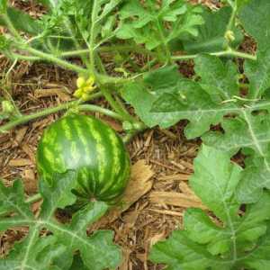Koji uzgajaju lubenice: profesije. Tehnologija uzgoja lubenica