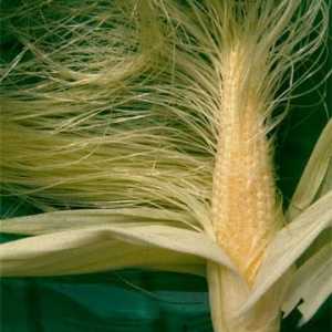 Kukuruzne svile: korisne osobine i kontraindikacije