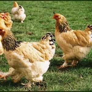 Piletina rase Brama: uzgoj i njegu