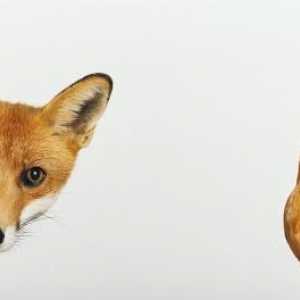 Pilići foxy-riba: opis pasmine, fotografije