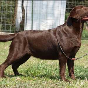 Chocolate Labrador: Značajke Specifikacije, fotografije