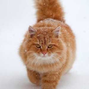 Ljubazan i ljut crvene mačke: šta san? Šta predviđaju?