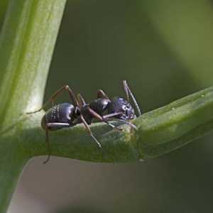 Lazius Niger: opis i način života vrt mrav