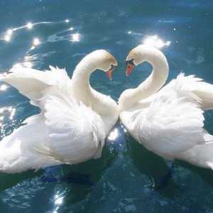 Swan vjernost: i svijeta ljudi dobre volje